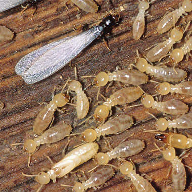 Termite.jpg